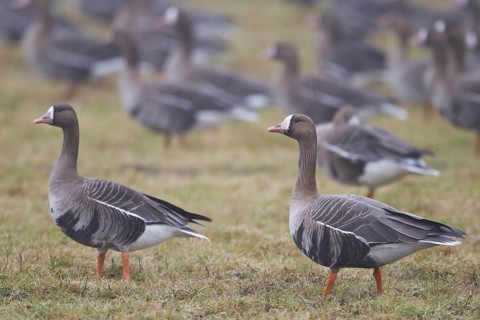 Greater White-fronted Goose (Anser albifrons) foraging, North Rhine-Westphalia, Germany