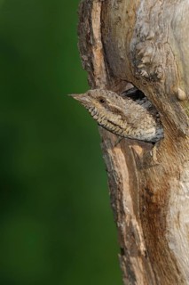 Eurasian Wryneck (Jynx torquilla) at nest hole, North Rhine-Westphalia, Germany