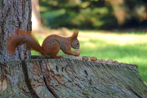 Squirrel with nut, symbolic image for creating emergency supplies, winter, Germany