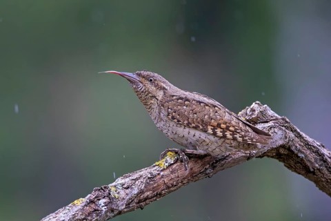 Wryneck (Jynx torquilla) with foraging tongue, ants, ant pupae, in the rain, on a branch,