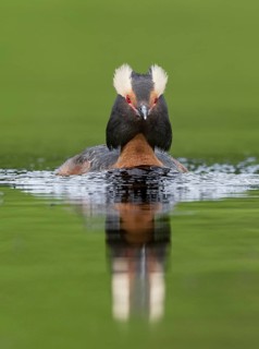 Horned Grebe (Podiceps auritus), British Columbia, Canada
