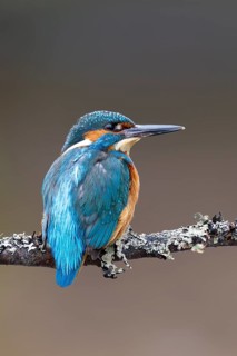 Common kingfisher (Alcedo atthis) adult male bird on a tree branch, England, United Kingdom