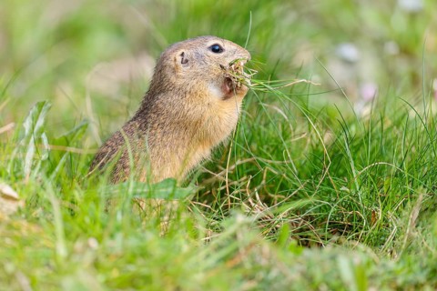A fully grown European ground squirrel (Spermophilus citellus) carries nesting material in its