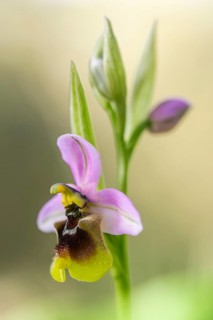 An intricate detail of a wild Andalusian orchid in bloom. Delicate purple petals contrast with a