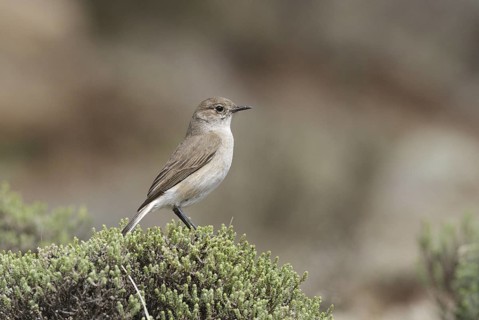 Sickle-winged Chat (Emarginata sinuata), Lesotho