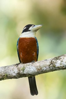 Rufous-bellied Kookaburra (Dacelo gaudichaud) perched on a branch in Papua New Guinea
