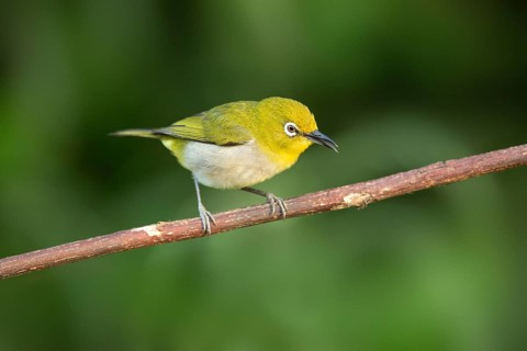 Japanese White-eye (Zosterops japonicus) perched on a branch, Miyakejima, Japan