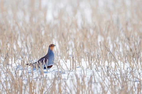 Grey partridge, English partridge, hun (Perdix perdix) male, cock foraging on snow covered stubble