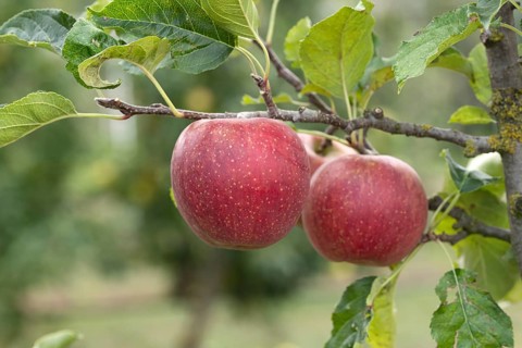 Apple (Malus domestica NATYRA), Bayerische Landesanstalt für W, Germany