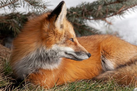Red fox (vulpes vulpes) sitting on grass and watching. Montreal botanical garden, province of