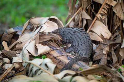Pangolin on the ground, white-bellied pangolin (Phataginus tricuspis, Manis tricuspis), Western