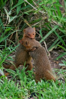 Dwarf Mongoose (Helogale parvula) two play fighting and hugging, Serengeti, Tanzania