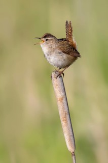 Marsh Wren (Cistothorus palustris) singing from cattail, British Columbia, Canada