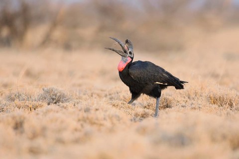 Abyssinian Ground Hornbill (Bucorvus abyssinicus), Awash National Park, Ethiopia