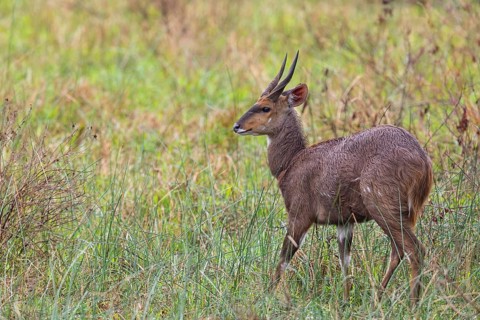 Bushbuck (Tragelaphus scriptus), antelope, iSimangaliso Wetland Park, St. Lucia, KwaZulu-Natal,