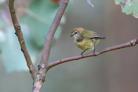 Striated Thornbill (Acanthiza lineata), Victoria, Australia
