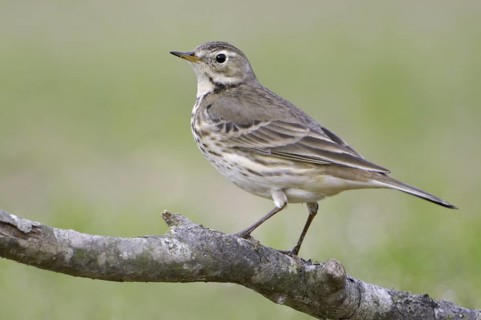 Buff-bellied Pipit (Anthus rubescens), Texas, USA