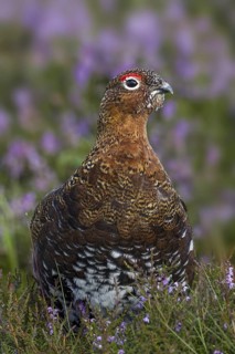 Red Grouse (Lagopus lagopus scotica), Yorkshire, United Kingdom