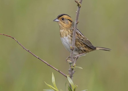 Nelson's Sparrow (Ammodramus nelsoni), North Dakota, USA