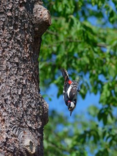 Flight of a great spotted woodpecker from the nesting cavity