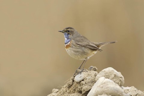 Bluethroat (Luscinia svecica cyanecula) male, Turkey