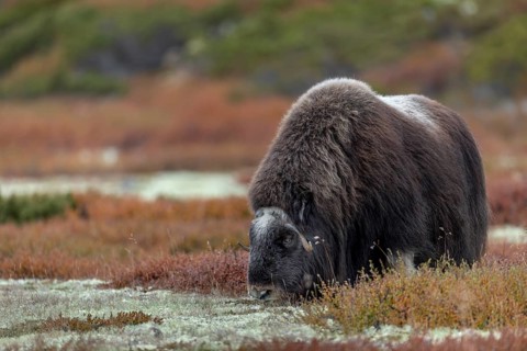 The photo clearly shows how the musk ox cow (Ovibos moschatus) eats lichen, which is an important