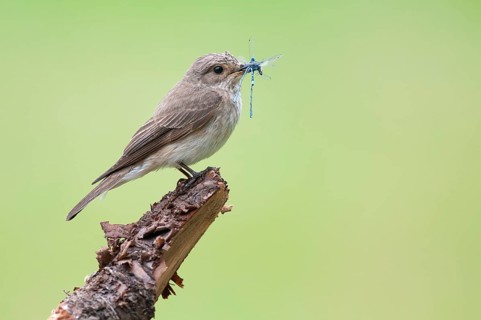 Spotted Flycatcher (Muscicapa striata), Lower Saxony, Germany