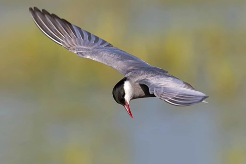 Weißbart-Seeschwalbe, Weißbartseeschwalbe, Whiskered Tern, Chlidonias hybridus, Chlidonias hybrida,