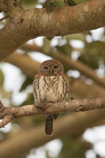 Pearl-spotted Owlet (Glaucidium perlatum), Gambia