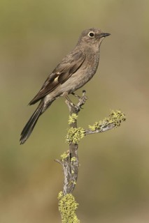Townsend's Solitaire (Myadestes townsendi), Oregon, USA