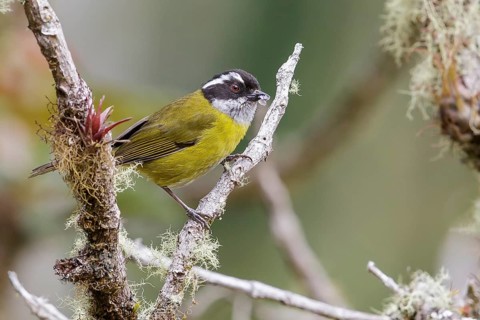Sooty-capped Bush Tanager (Chlorospingus pileatus) perched on a branch in Costa Rica