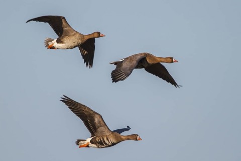 Greater White-fronted Goose (Anser albifrons) juvenile and adult flying, North Rhine-Westphalia,