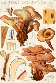 Mushroom, fungus, aniseed count, Lentinellus cochleatus, authentic reproduction of an illustration