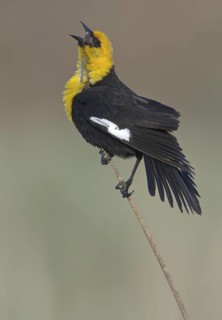 Yellow-headed Blackbird (Xanthocephalus xanthocephalus) male singing, Alberta, Canada