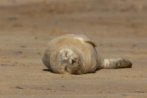 Common or Harbour or Harbor seal (Phoca vitulina) juvenile baby pup marine mammal sleeping on a