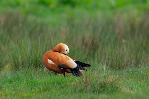 Ruddy Shelduck (Tadorna ferruginea), North Rhine-Westphalia, Germany