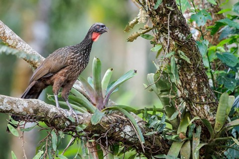 Dusky-legged Guan (Penelope obscura) perched on a branch in the Atlantic rainforest of southeast