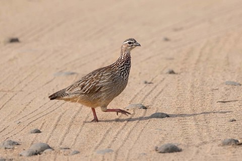 Crested Francolin (Dendroperdix sephaena), South Africa