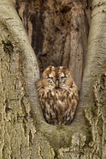 Bosuil rustend in boomholte, Tawny Owl roosting in treehole