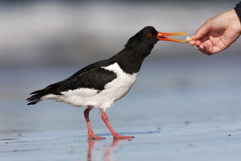Eurasian Oystercatcher (Haematopus ostralegus), Schleswig-Holstein, Germany