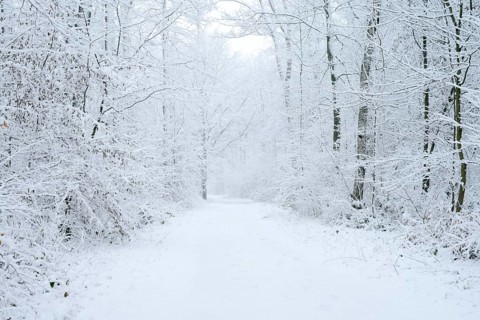 Snowy trail through deciduous forest in winter, North Rhine-Westphalia, Germany