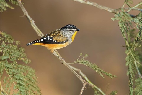 Spotted Pardalote (Pardalotus punctatus) male, Queensland, Australia