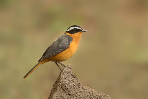 Rüppell's Robin-Chat (Cossypha semirufa semirufa) perched on a branch, Lake Babogaya, Ethiopia