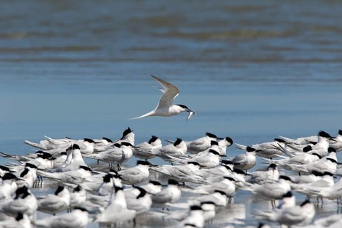 Sandwich Tern (Thalasseus sandvicensis) group, Romania