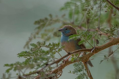 Red-cheeked Cordon-bleu (Uraeginthus bengalus), Senegal