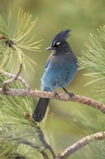 Steller's Jay (Cyanocitta stelleri) perched on a conifer branch, Colorado, USA