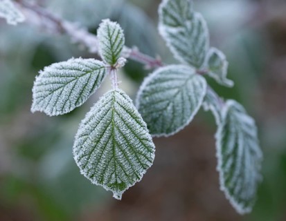 Blackberry (Rubus sectio Rubus), leaves with hoarfrost, shallow depth of field, Thuringia, Germany