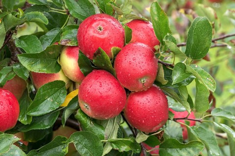 Apple (Malus domestica KANZI),  Germany