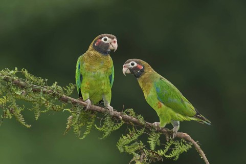 Brown-hooded Parrot (Pyrilia haematotis), Costa Rica