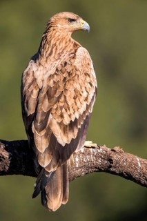 Spanish Imperial Eagle (Aquila adalberti) juvenile perched on a branch, Andalusia, Spain